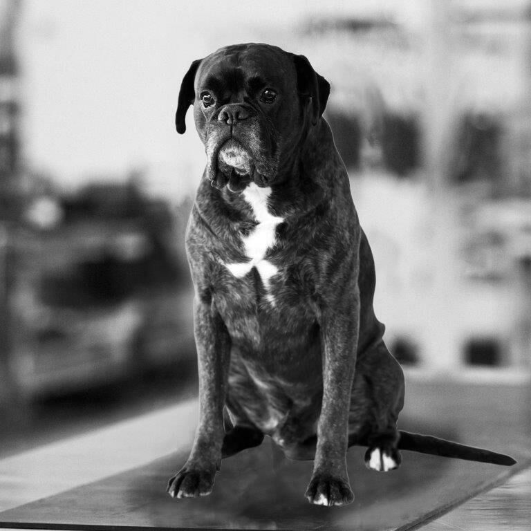 MOGLI ACKERMANN R.I.P